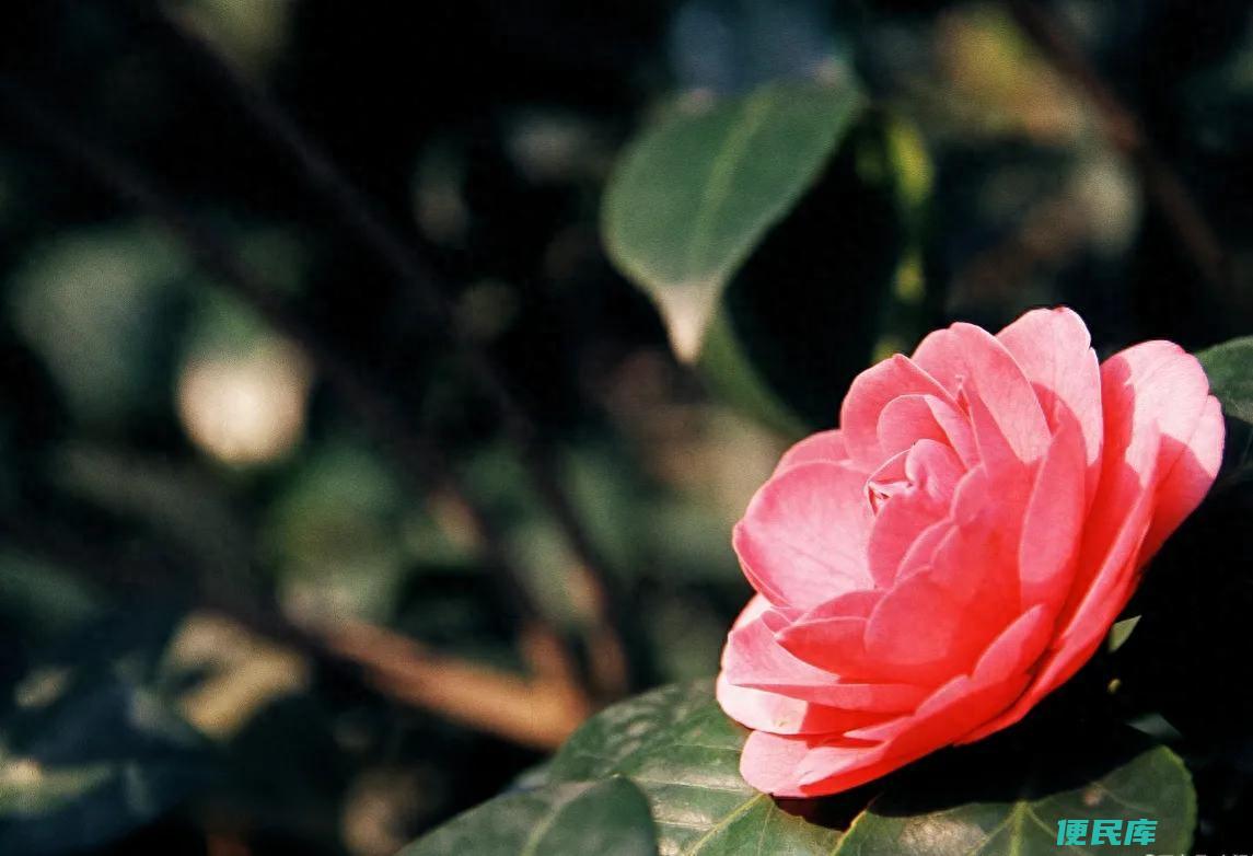 茶花叶尖枯焦是什么原因（茶花叶尖发焦的解决方法）