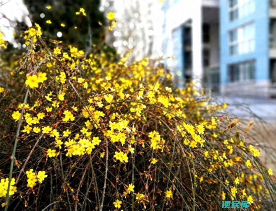 迎春花介绍外形特点（迎春花的花期一般是在几月份）