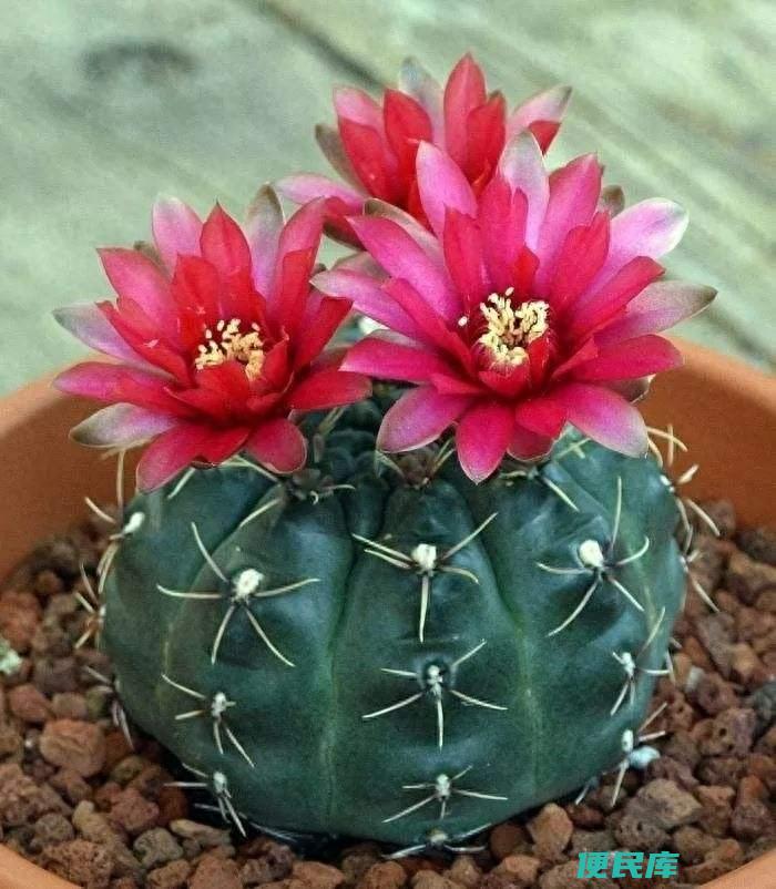 绯花玉寿命是几年呢（绯花玉的养护方法和注意事项）