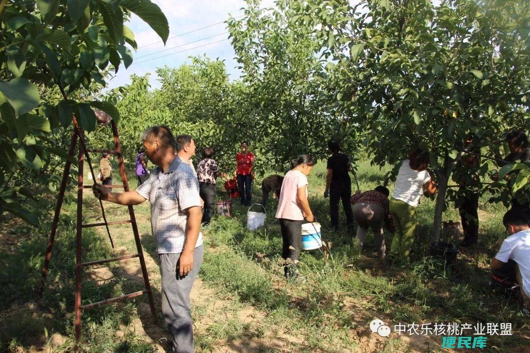 核桃成熟的季节是什么时候（核桃采收期应该如何判断）