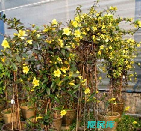 香水茉莉的养殖方法和注意事项（促进香水茉莉开花的方法）