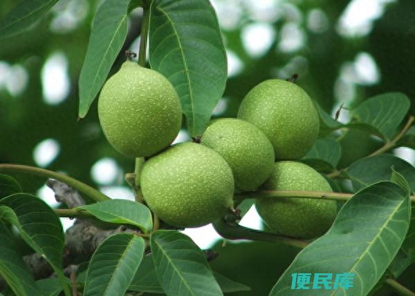 院里有核桃树是吉是凶（如何种植管理庭院中的核桃树）