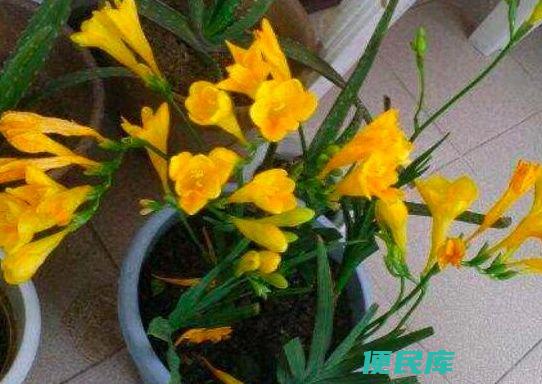 香水兰的养殖方法和注意事项（想养好香水兰有哪些技巧）