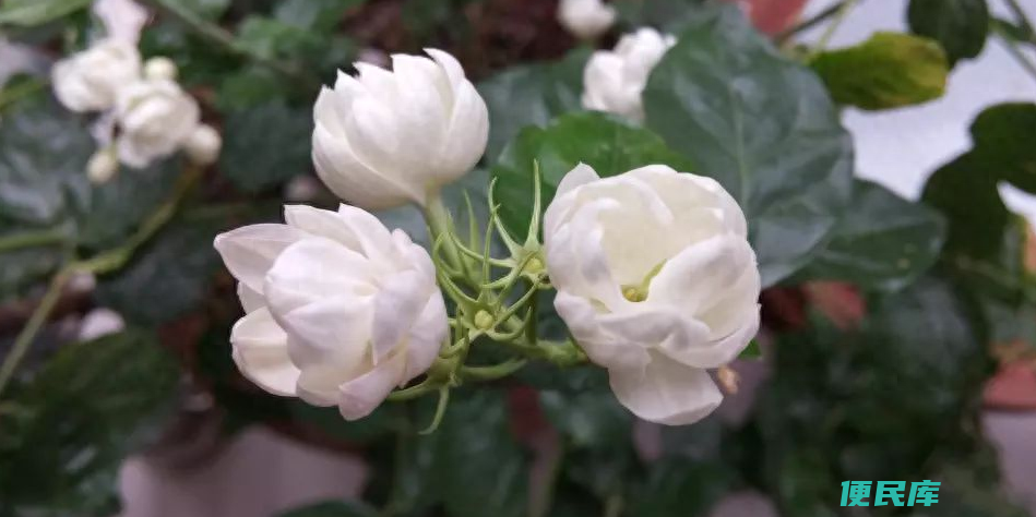茉莉花叶子干枯是怎么回事（茉莉花蔫了的挽救方法）