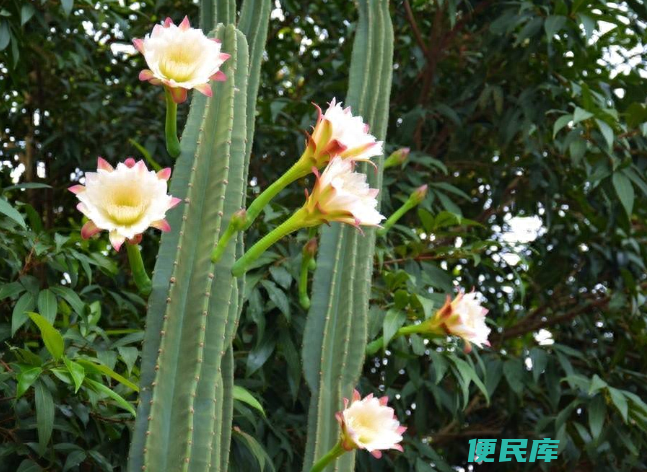 仙人柱的养殖方法和注意事项（仙人柱怎么才能养开花）