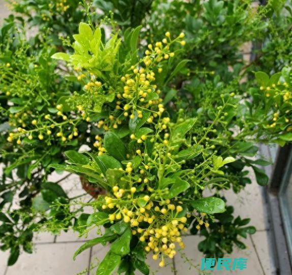 米兰花叶子一碰全掉怎么回事（导致米兰花叶片脱落的原因）