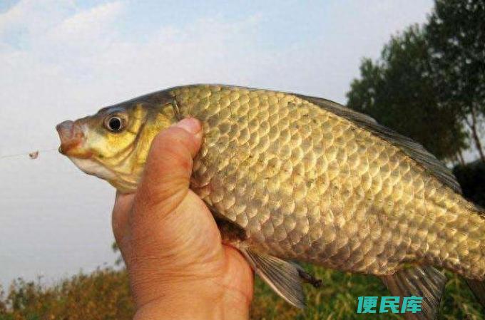 野钓鲫鱼鲤鱼用什么饵料最好（五种适合钓鲫鲤鱼的饵料）