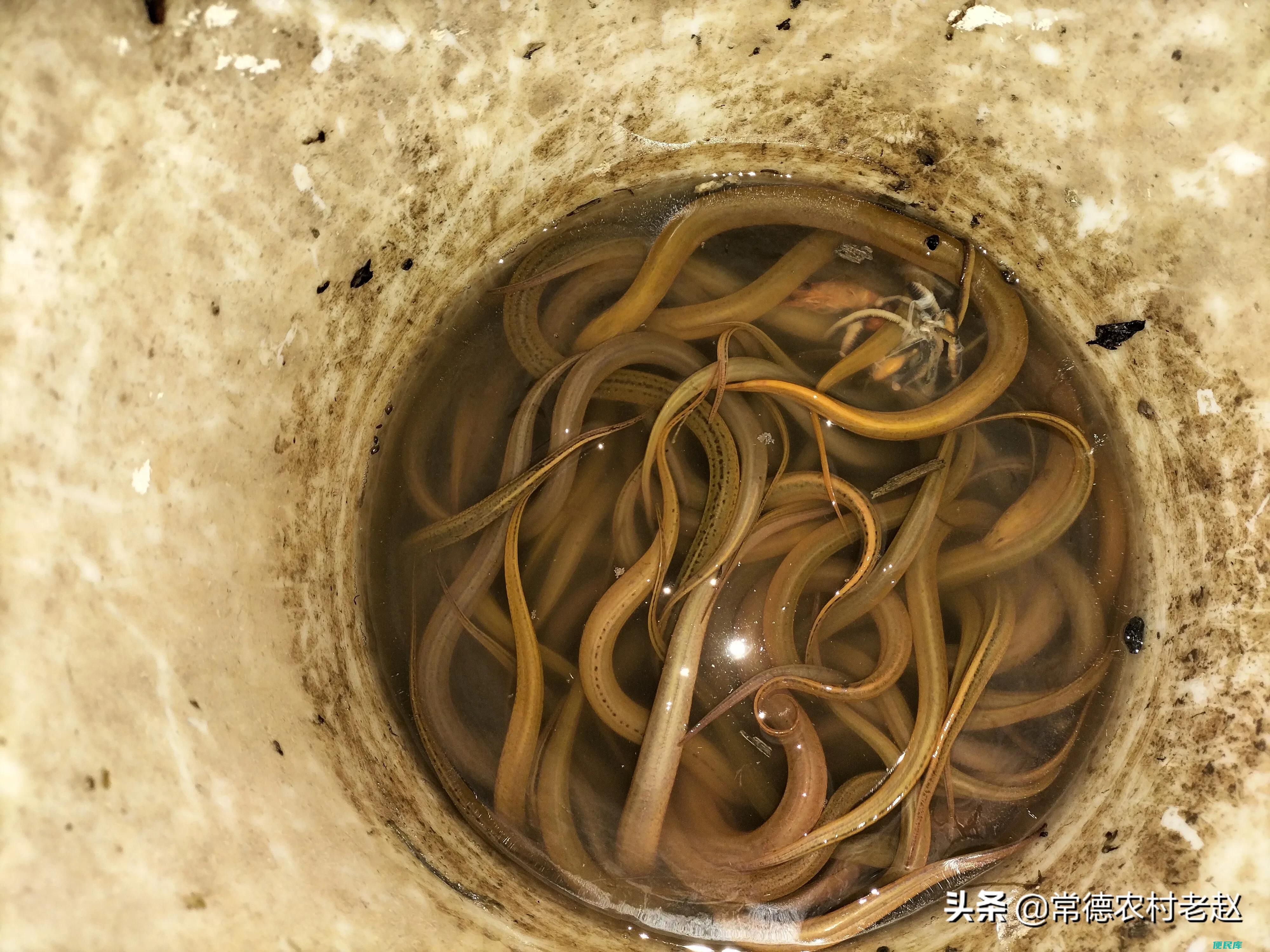 黄鳝喜欢吃什么饵料（怎样才能捉到昼伏夜出的黄鳝）