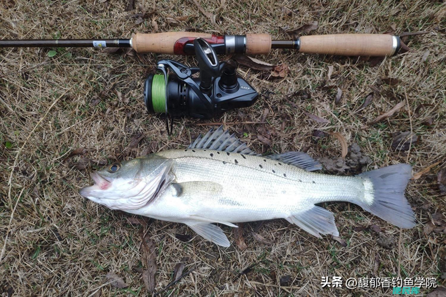 海鲈鱼吃什么食物为主（海鲈鱼的5个觅食特点介绍）