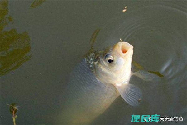 钓鲫鱼和鲤鱼的区别在哪里（钓鲤鱼和钓鲫鱼的技巧有哪些）