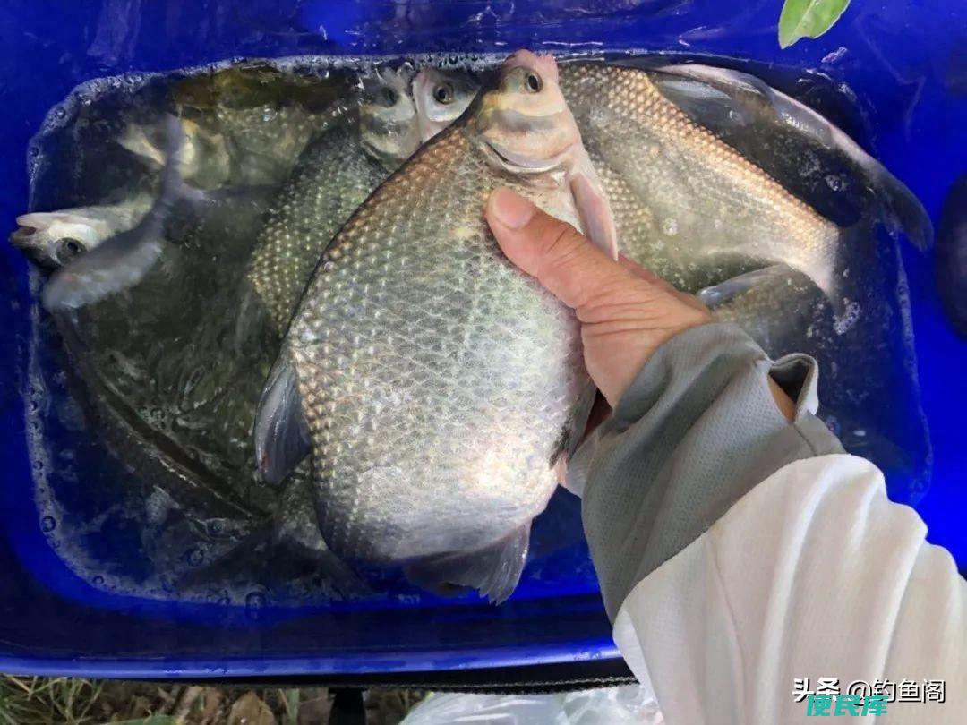 鳊鱼怎么钓用什么饵料（钓鳊鱼的方法和技巧有哪些）