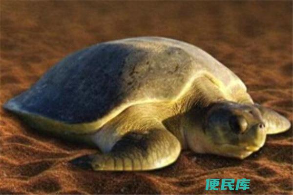 世界上最大的乌龟（盘点地球上体型最大的十种乌龟）