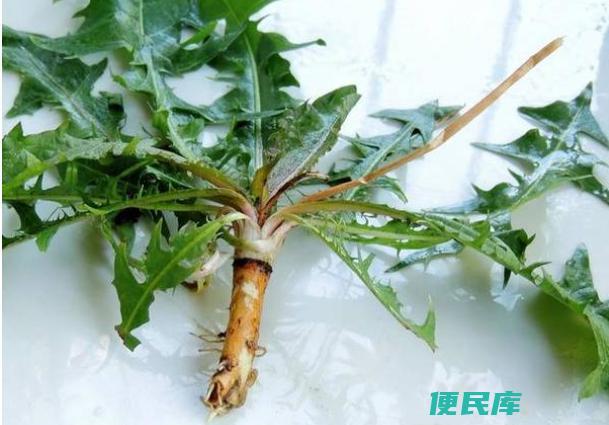 蒲公英根和叶子功效的区别（比较蒲公英根和叶子的功效和区别）