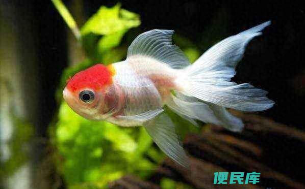 金鱼掉鳞是怎么回事（金鱼鱼鳞脱落的原因及治疗方法）