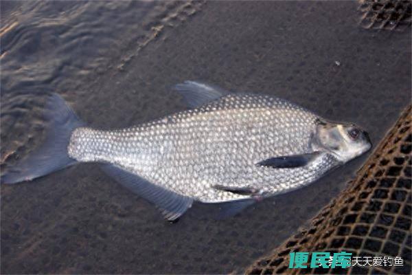 垂钓鳊鱼用什么饵料最好（野钓鳊鱼的饵料搭配方法）