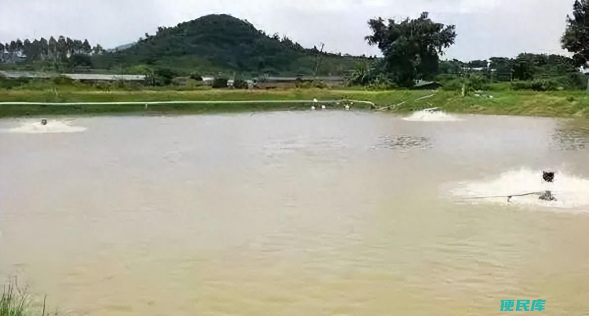 鱼池水浑浊怎么变清（造成水体浑浊的原因都有哪些）