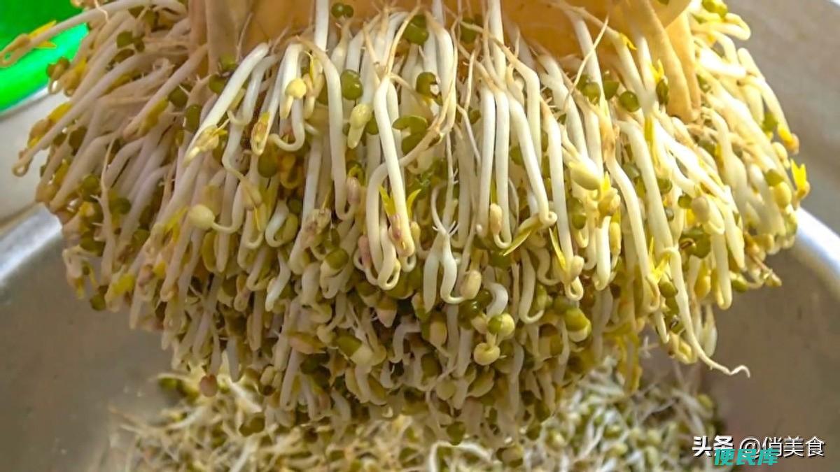 绿豆芽怎么发又好又快（家庭自制绿豆芽的5个小诀窍）