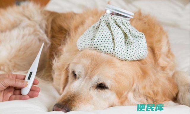 狗狗感冒流鼻涕吃什么药好得快（推荐治疗狗狗感冒流鼻涕的药物）