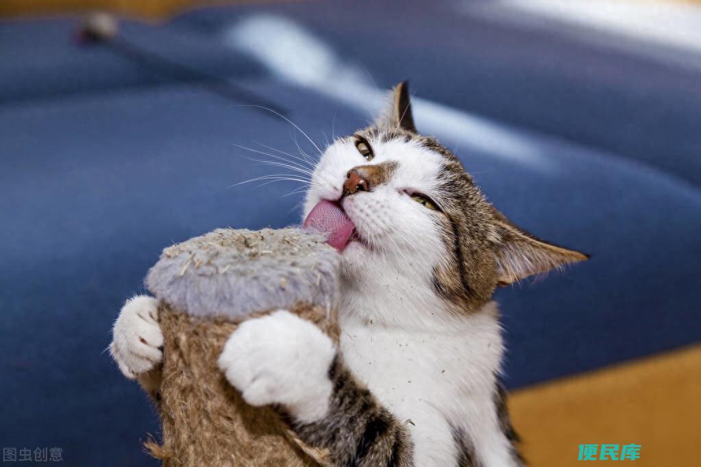 猫薄荷怎么用效果最好（猫吃猫薄荷会引起什么反应）