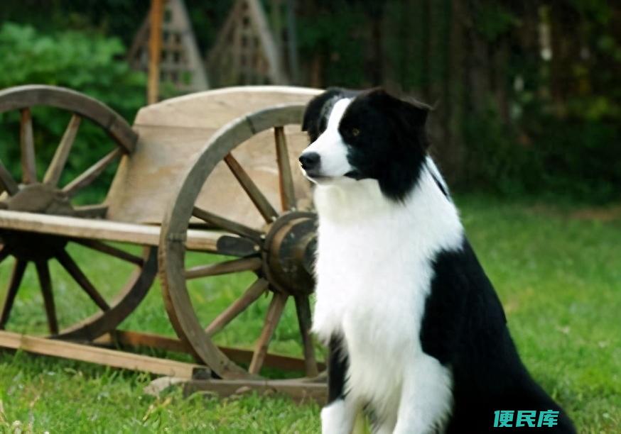 边牧怎么训练才最听话（如何有效地训练边境牧羊犬）
