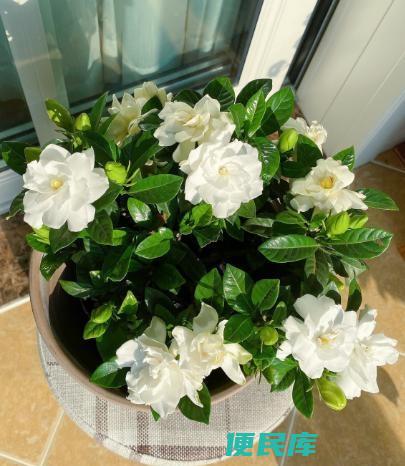 栀子花叶子发黄怎么回事（栀子花黄叶的原因及解决方法）