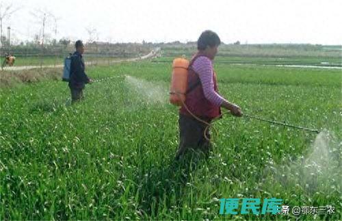 尿素喷叶面肥的用量（尿素当叶面肥能代替根部追肥吗）