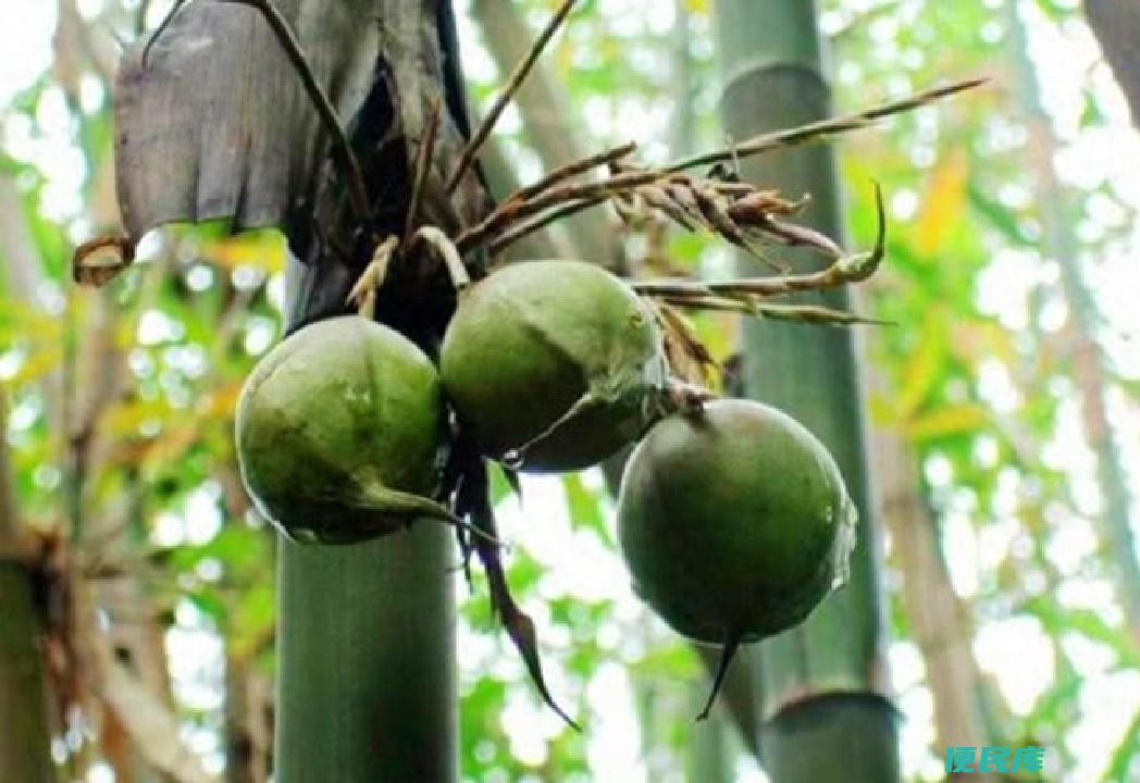 竹子属于什么植物（解读竹子的生长特性及功效作用）