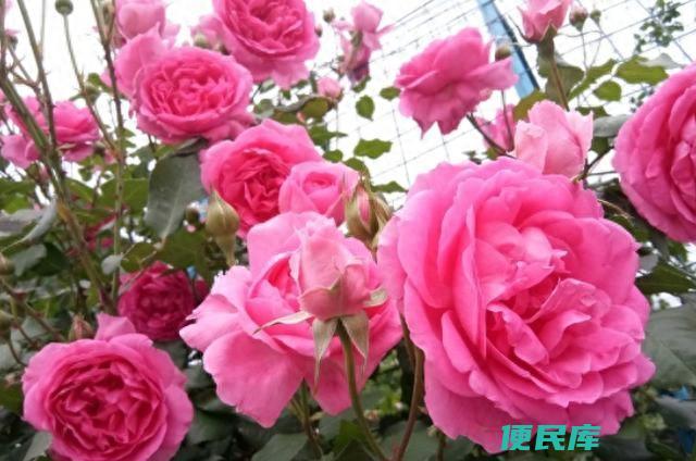 月季花怎么扦插成活率才高（分享几个月季花扦插小技巧）
