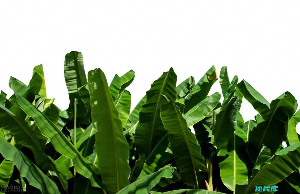 正宗粽叶是哪种植物（常见的10种粽叶优缺点分析）