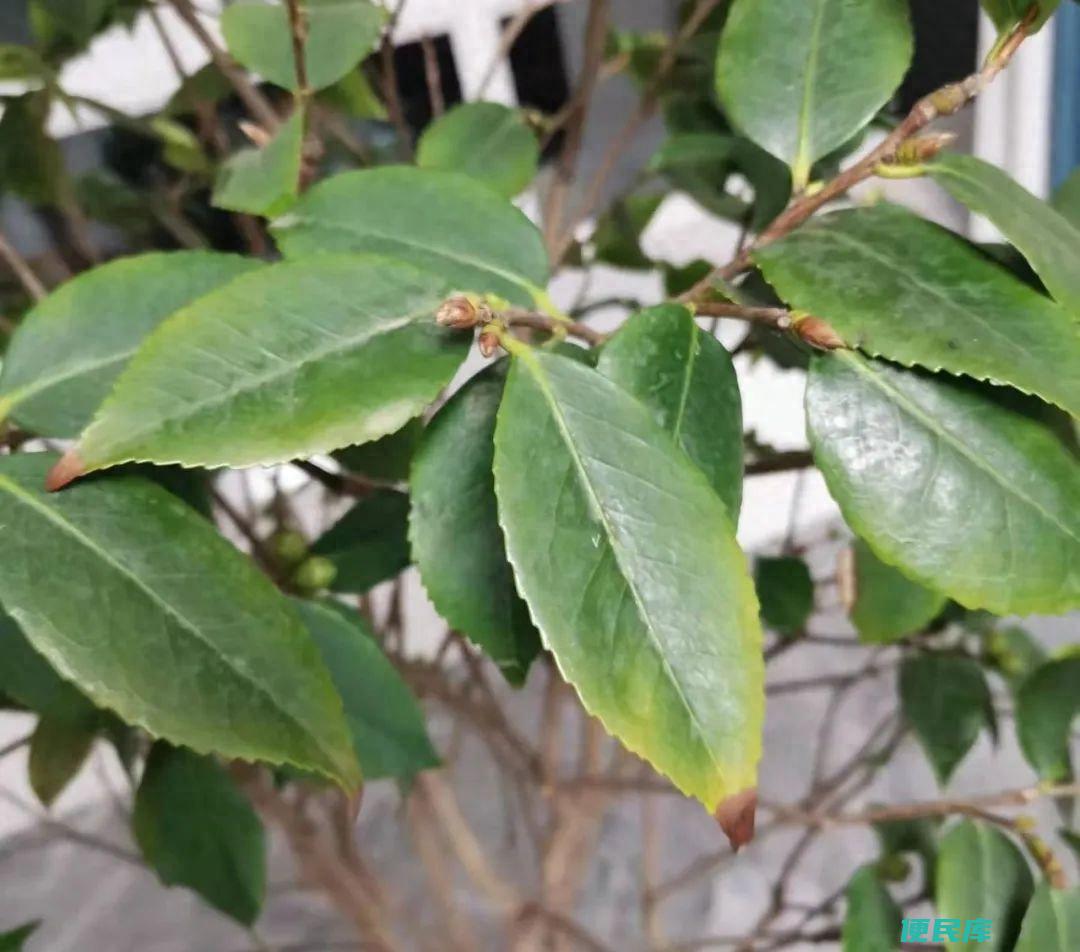 花叶子边缘似火烧焦干枯原因（花卉焦尖常见的4种原因）