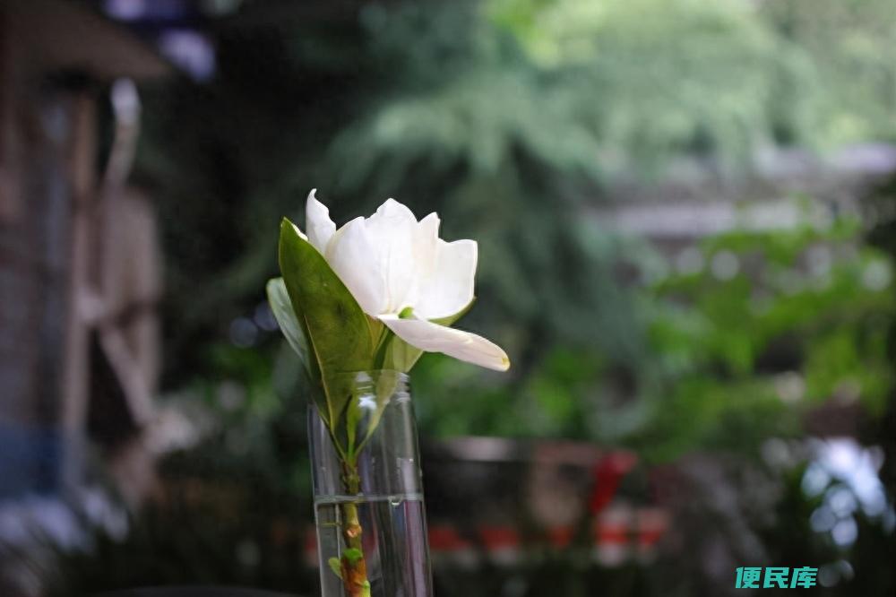 栀子花叶子发黄花苞都掉了怎么补救（栀子花的养护技巧）
