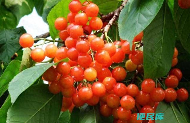 樱桃籽怎么种才能发芽（吃剩的樱桃仁如何养成樱桃树）