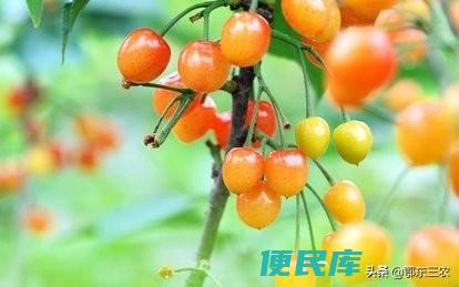 樱桃储存的正确方法（樱桃采摘后怎么存放时间长一些）