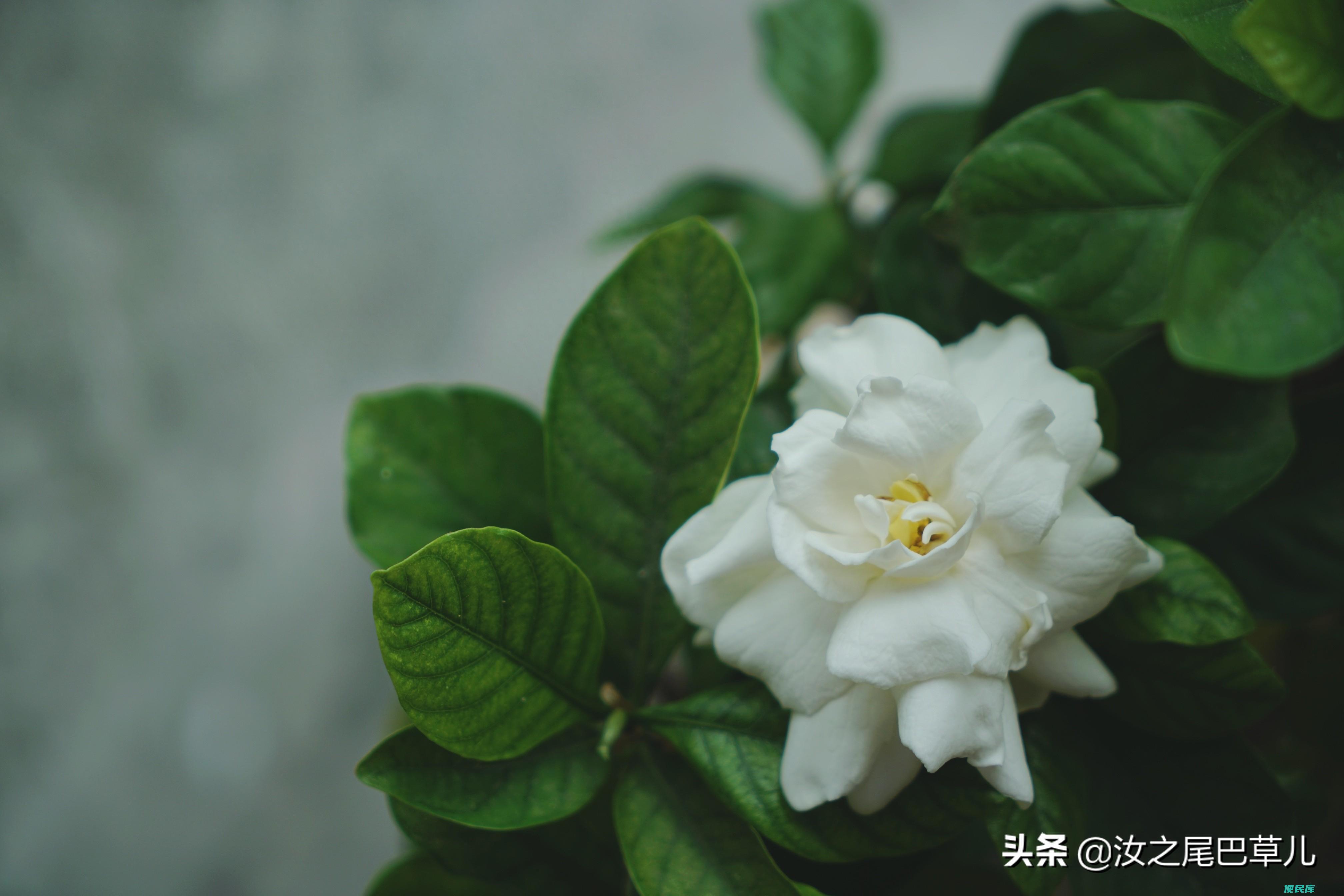 栀子花上的小黑虫怎么去除（养栀子花时生了蓟马怎么治）