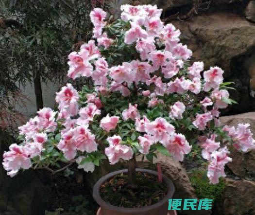 杜鹃花用醋浇水行吗（分享几个杜鹃花的养护小技巧）