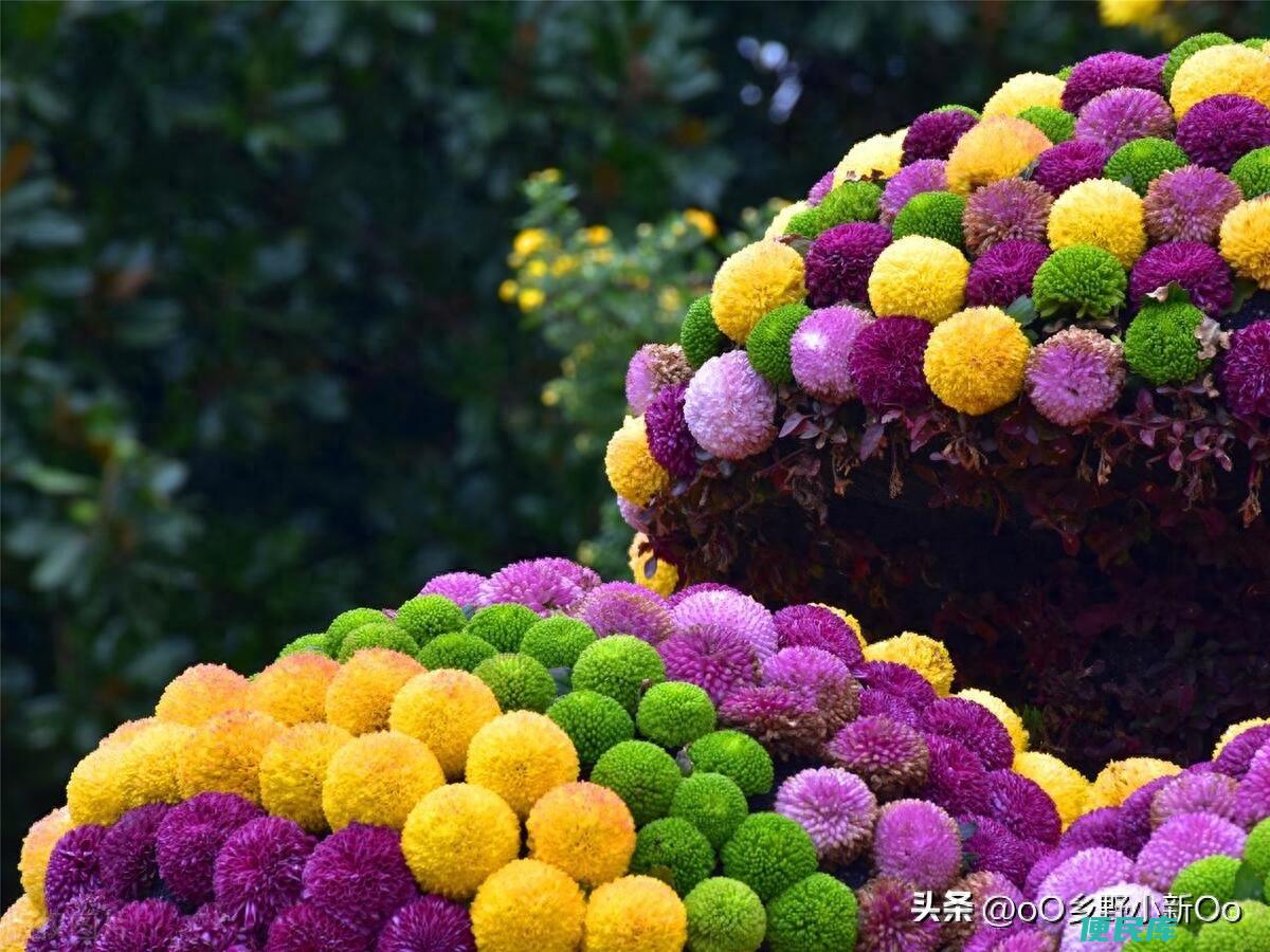 乒乓菊一年开几次（乒乓菊的开花特点以及适宜的养护条件）