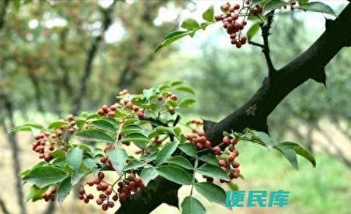 花椒几月份成熟（花椒的采摘时间及采摘后的管理要点）