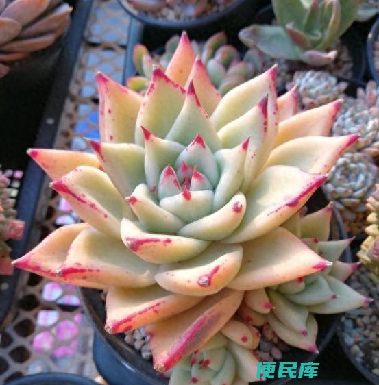 新买的多肉植物如何上盆（多肉一直不服盆的原因是什么）