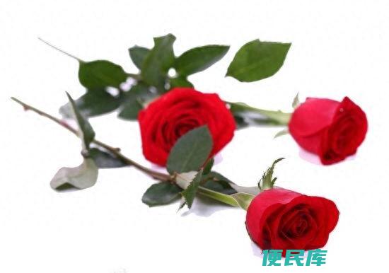 玫瑰花朵数代表的含义（玫瑰花的寓意和象征是什么）