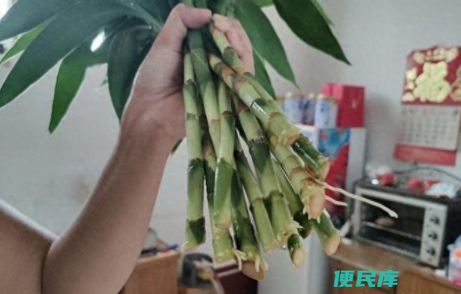 富贵竹水发臭怎么办（富贵竹经常黄叶又发臭的补救方法）