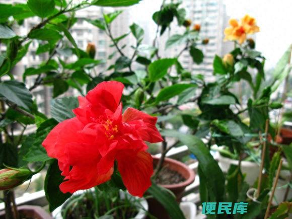 蔷薇什么时候扦插成活率高（蔷薇花的扦插时间和方法）
