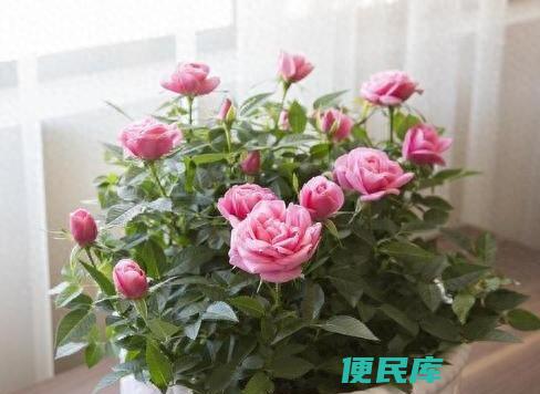 玫瑰花种植方法与技巧（给玫瑰花换盆有哪些需要注意的）