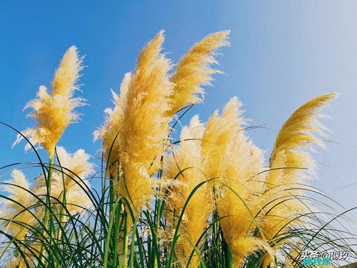 荻花是什么花有何特点（荻花和芦花之间有哪些区别）