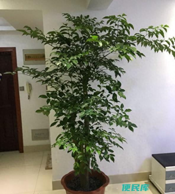 幸福树怎么养护与浇水（幸福树怎么养才能枝叶繁茂）