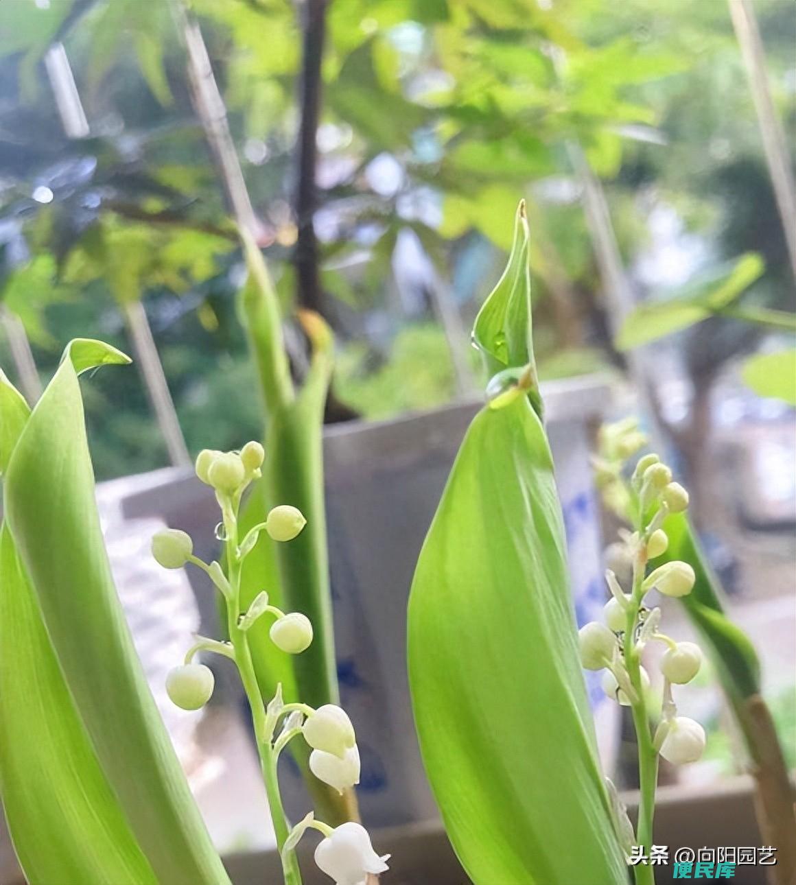 铃兰什么时候开花（国产铃兰花和进口铃兰花的区别）