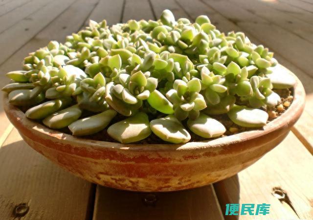 多肉叶子怎么生根（多肉掰下来的叶片应该如何养活呢）