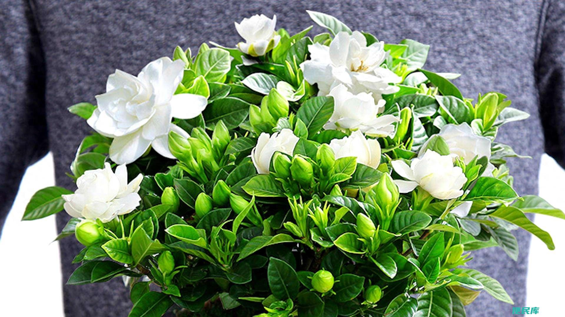 栀子花适合室内还是室外（养殖栀子花有哪些需要注意的）
