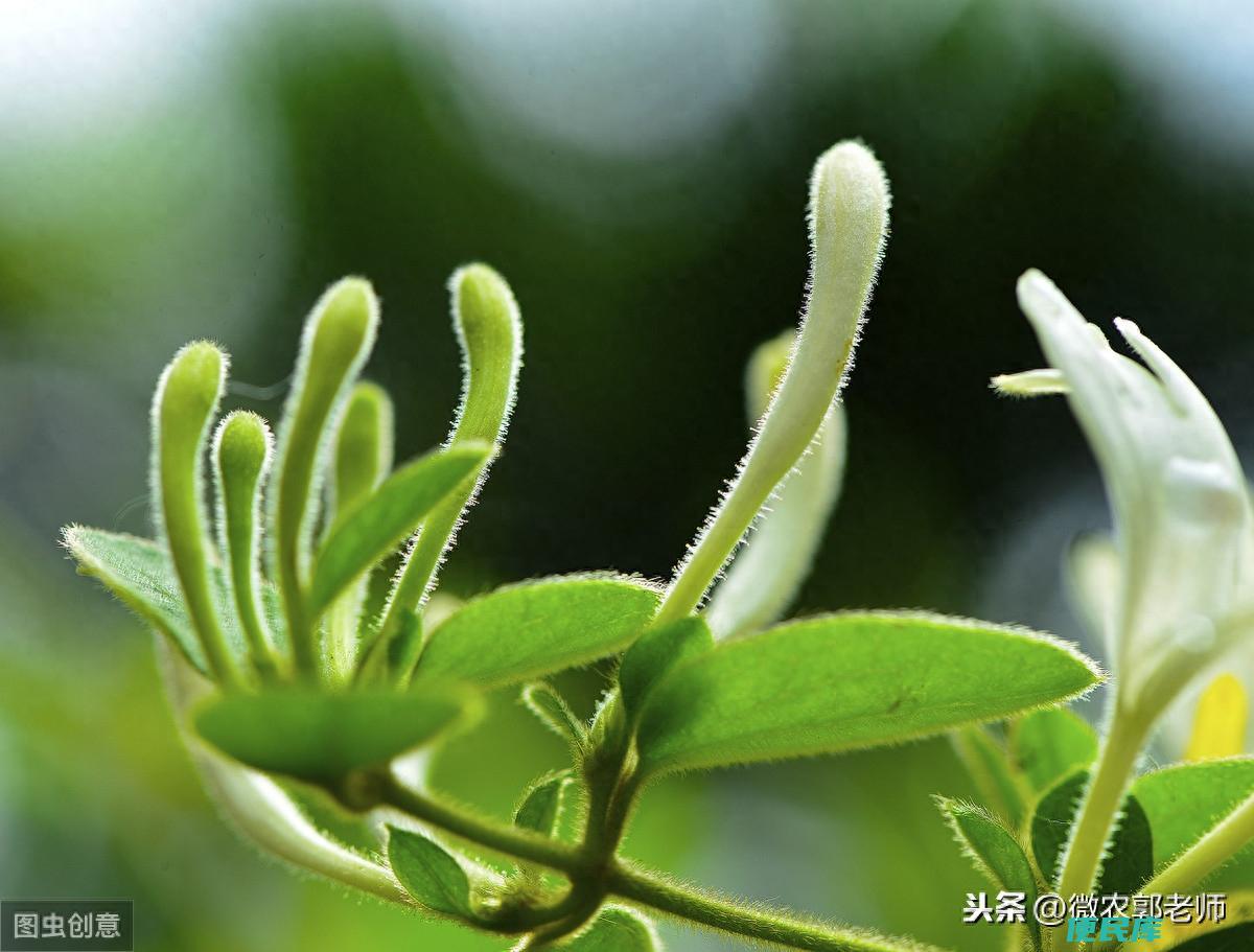 金银花几月份采摘比较好（金银花的采摘季节及采摘方法）