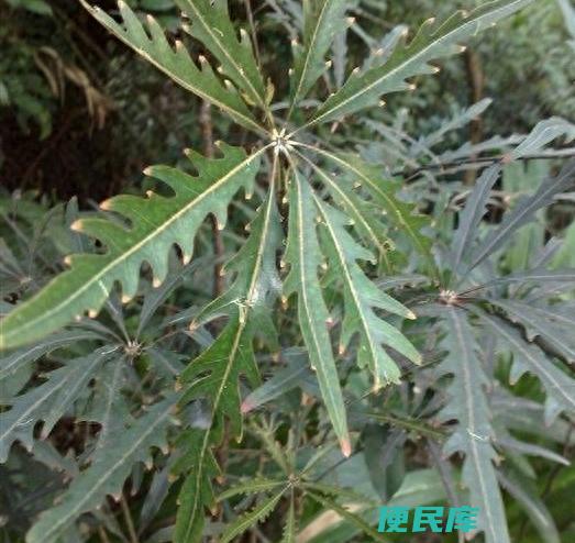 孔雀木的养殖方法和注意事项（栽植孔雀木的小技巧）