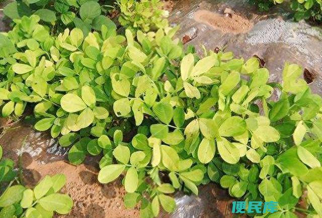 花生叶发黄什么原因（花生叶片黄化的原因及补救方法）